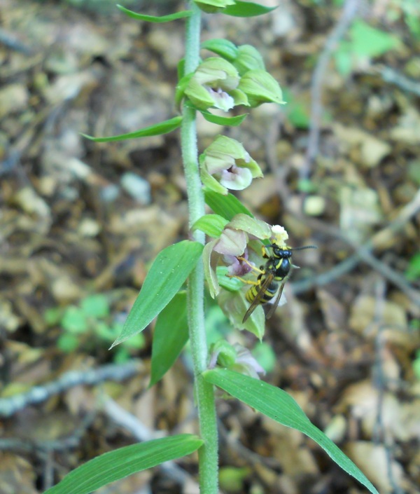 Vespula vulgaris su Epipactis helleborine